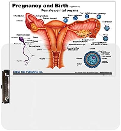 Trudnoća i porođaj, ženska reproduktivna kartica s umetkom međuspremnika i dodatnim modelom maternice