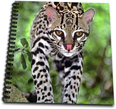 3Drose DB_89038_3 Florida. Ocelot divlje životinje na trupcu u Big Cat Rescue-US10 BJA0085-Jaynes Galery-Mini Notepad, 4