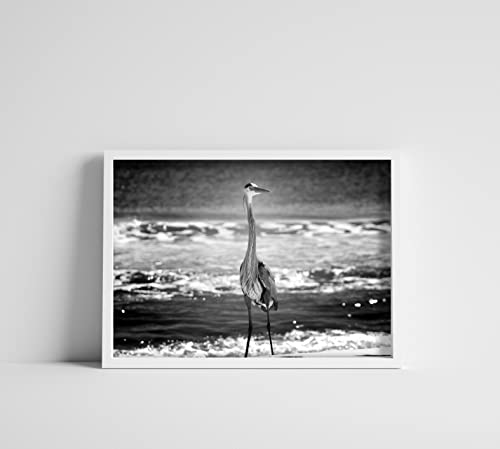 Crno -bijela čaplja na plaži gledajući pogled s oceana 11x14 Fotografski print zidna umjetnost - tisak samo zaljevske obale
