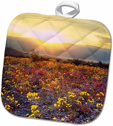 3D Rose USA-California-Wildflowers u Nacionalnom parku Death Valley. Držač lonca, 8 x 8